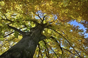 Park with tree trees in fall autumn autumn foliage Munich Bavaria Germany