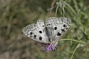 Parnassius apollo, Apollo butterfly
