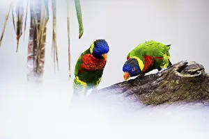 Parrot, colorful, all-color lory