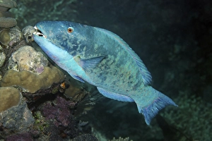 Parrot fish (Scarus sp.) swimming over a coral reef