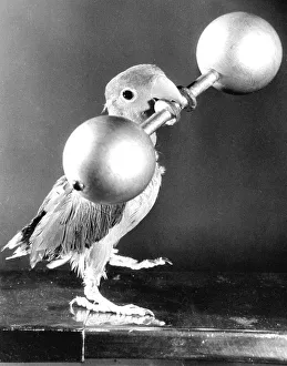 Parrot lifts weights, ca. 1950