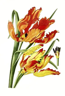 Parrot Tulip (Tulipa) gesneriana
