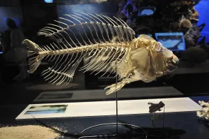 Parrotfish (Scarus ghobban) skeleton