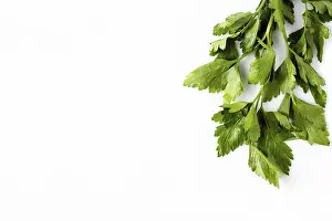 Parsley leaves on white background