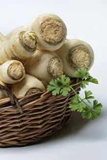 Parsleys root (Petroselinum crispum) Root parsley in capitula subsp