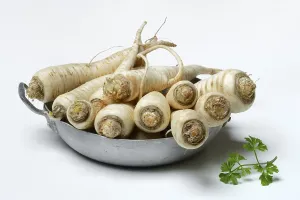 Parsleys root (Petroselinum crispum) Root parsley in pod subsp