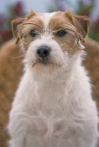 Parson Jack Russell Terrier with Glasses