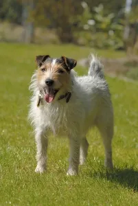 Parson Jack Russell Terrier, panting