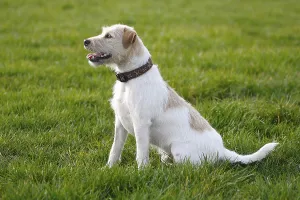 Parson Jack Russell Terrier, Parson Russell Terrier