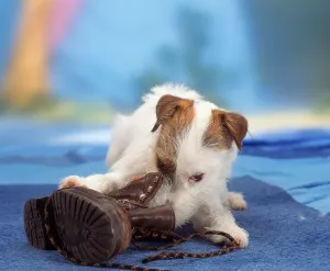 Parson Jack Russell Terrier with Shoe