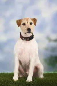 Parson-Russell-Terrier