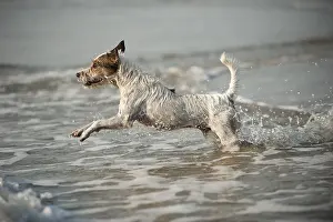 Parson Russell Terrier playing in the water