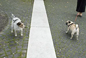 Parson Russell Terrier and pug on the leash
