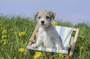 Parson Russell Terrier puppy sitting in a mini deck chair on a meadow