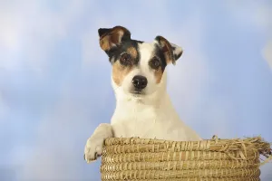 Parson Russell Terrier sitting in a basket