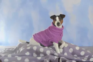 Parson Russell Terrier wearing a dog coat