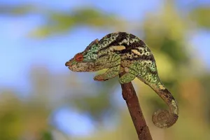Parson's Chameleon (Calumma parsonii)