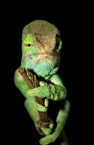 Parson's Chameleon (Calumma parsonii)