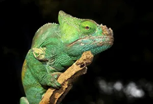 Parson's Chameleon (Calumma parsonii)