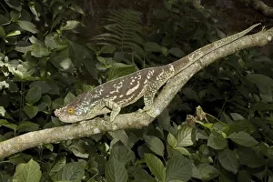 Parson's chameleon (Calumma parsonii)