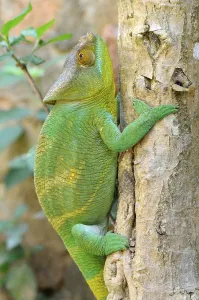 Parson's Chameleon (Calumma parsonii)