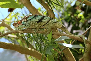 Parson's Chameleon (Calumma parsonii)