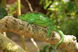 Parson's Chameleon (Calumma parsonii)