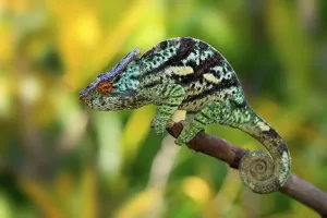 Parson's Chameleon (Calumma parsonii)