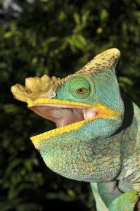 Parson's chameleon (Calumma parsonii)