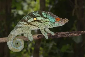 Parson's Chameleon (Calumma parsonii)