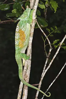 Parson's chameleon (Calumma parsonii)