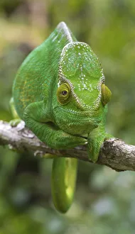 Parson's chameleon (Calumma parsonii parsonii)