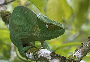 Parson's chameleon (Calumma parsonii parsonii)