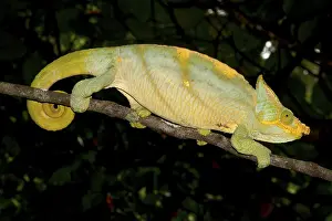 Parson's chameleon (Calumma parsonii parsonii)