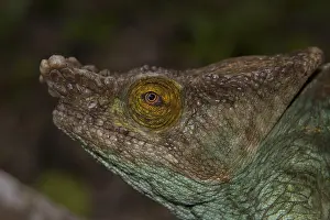 Parson's chameleon (Calumma parsonii parsonii)