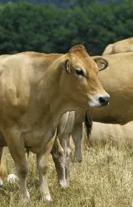Parthenaise cattle, a French breed, cow