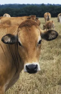 Parthenaise cow, a French breed of cattle