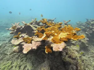 Partially dead elkhorn coral (Acropora palmata)