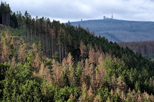 Category Mountain Landscapes Prints: Partially dead spruce forest, at the back the Brocken