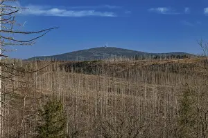Partially dead trees, spruces, on the Huthberg in the Harz Mountains