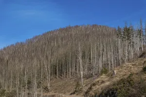 Partially dead trees, spruces, on the Huthberg in the Harz Mountains