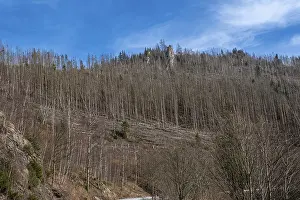 Partially dead trees, spruces, on the Huthberg in the Harz Mountains