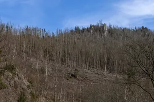 Partially dead trees, spruces, on the Huthberg in the Harz Mountains