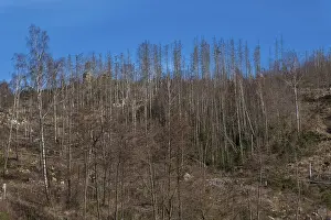 Partially dead trees, spruces, on the Huthberg in the Harz Mountains