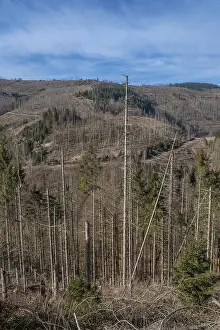 Partially dead trees, spruces, on the Huthberg in the Harz Mountains