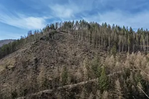 Partially dead trees, spruces, on the Huthberg in the Harz Mountains