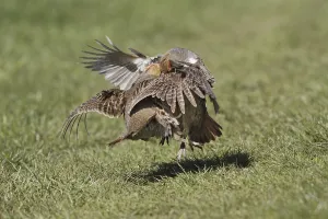 Partridge, gray partridges (Perdix perdix)