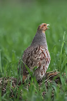 Partridge (Perdix perdix), male calling