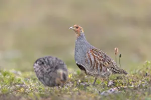 Partridges (Perdix perdix) feed on seeds