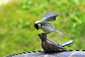 Parus major